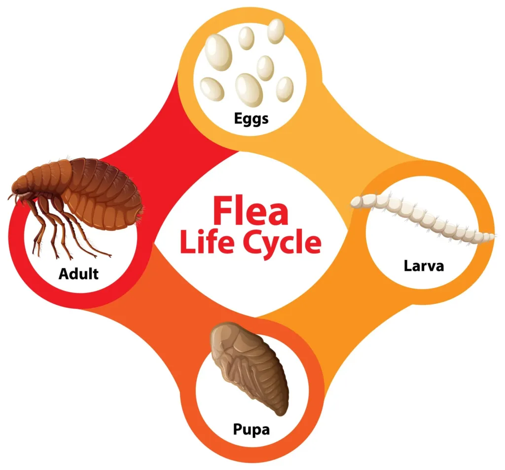 Life cycle of a flea